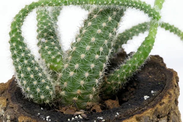 Succulent Geteeld Kurk Succulent Geïsoleerd Kunst Van Het Planten Cactus — Stockfoto