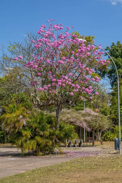 Little Handroanthus Heptaphyllus Also Know Pink Trumpet Tree Pink Tab — Stock Photo, Image