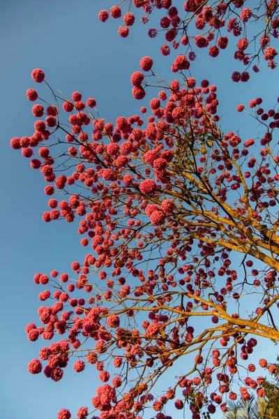 Handroanthus Heptaphyllus Знает Розовое Трубное Дерево Розовую Вкладку Розовый Ipe — стоковое фото