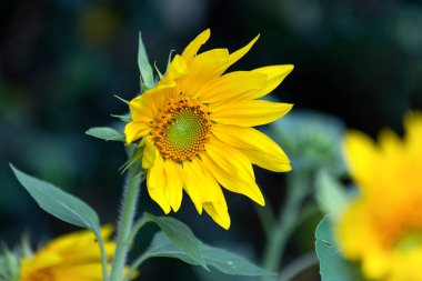 Bahçede büyüyen ayçiçeği. Çiçek açan ayçiçeği. Tür Helianthus Annuus. Biyoloji. Botanik. Agronomi. Koyu arkaplan.