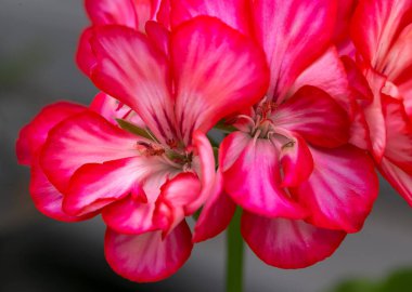 Kırmızı bir çiçek. Cranebills sardunyayı da tanıyor. Çiçeklerin beş yaprağı vardır ve ağırlıklı olarak pembe, beyaz ya da kırmızı renklidir. Büyüleyici bir doğa..