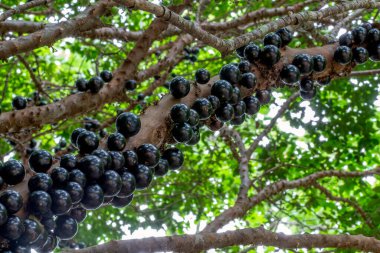 Ağaçtaki Jabuticaba hasat edilmeye hazır. Jaboticaba, Brezilya 'nın yerli üzüm ağacı. Tür Plinia cauliflora. Tipik egzotik yaz meyvesi.. 