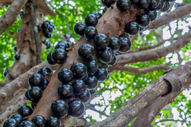Jaboticaba, Brezilya 'nın yerli üzüm ağacı. Ağaçtaki Jabuticaba hasat edilmeye hazır. Tipik egzotik yaz meyvesi. Tür Plinia cauliflora
