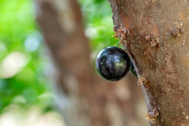 Jaboticaba tipik bir Brezilya egzotik meyvesidir ve mevsimi her zaman ilkbaharın sonlarında ve yazın başlarındadır. Jabuticaba bir Brezilya üzüm ağacı. Tür Plinia cauliflora