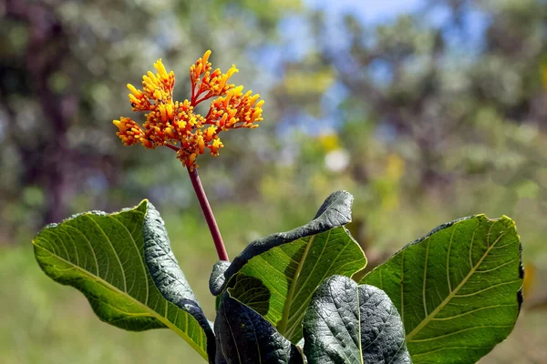 一种典型的巴西热带草原花 金银花科 Palicourea Rigida 也被称为 敲击盒 Knock Box Bate Caixa — 图库照片