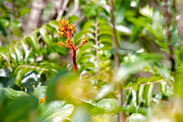 Una Flor Sabana Especie Palicourea Rigida También Conocida Como Bate —  Fotos de Stock