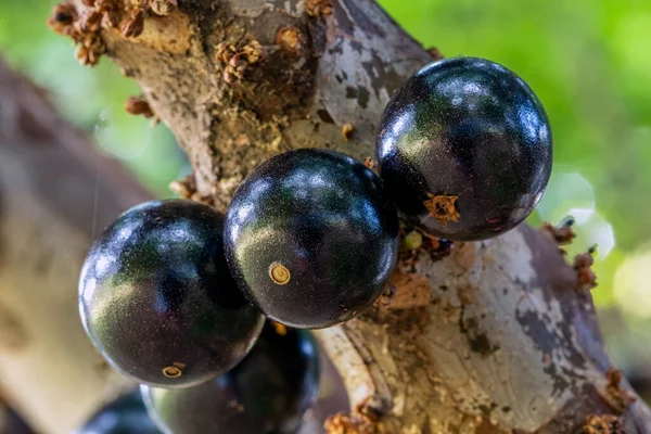 Three Jabuticabas Ready Harvested Jaboticaba Typical Brazilian Grape Tree Its — Stock Photo, Image