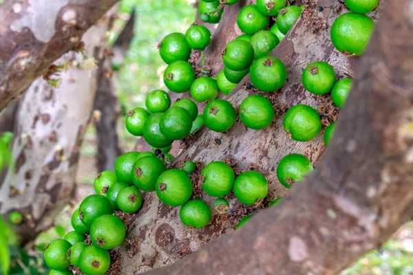 木の幹にジャボチカバの若い果実が成長します ジャブティカバ Jabuticaba はブラジル原産のブドウの木 種プリニアカリフォリア 若い果実は緑色です エキゾチック — ストック写真