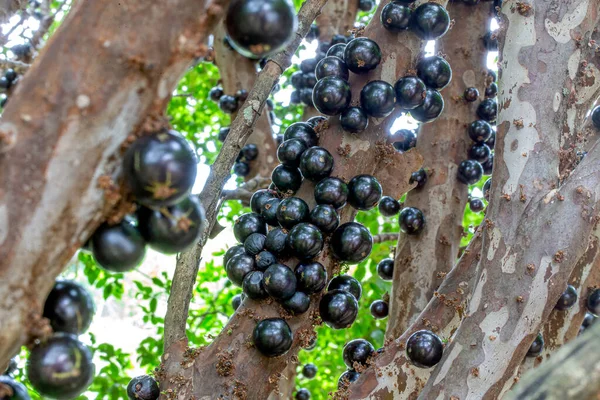 木の幹にはたくさんのジャボチバスが生えています ジャブティカバはブラジル原産のブドウの木で 収穫する準備ができています 典型的なエキゾチックな夏の果物 Plinia Califlora Com — ストック写真