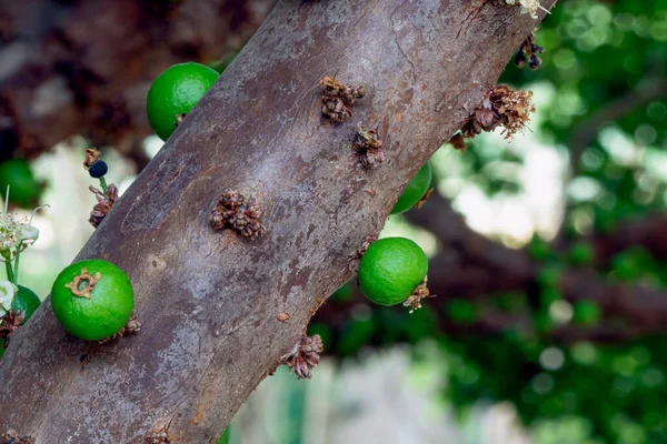 Macro Photographie Fruit Jaboticaba Poussant Sur Arbre Jabuticaba Est Cépage — Photo