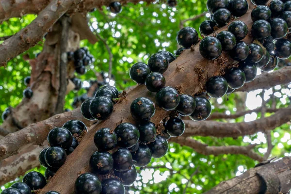 Jaboticaba Native Brazilian Grape Tree Jabuticaba Tree Ready Harvested Typical — Stock Photo, Image