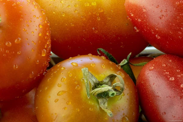 Détail Une Macrophotographie Tomates Biologiques Sortant Potager Nourriture Végétalienne Artisanat — Photo