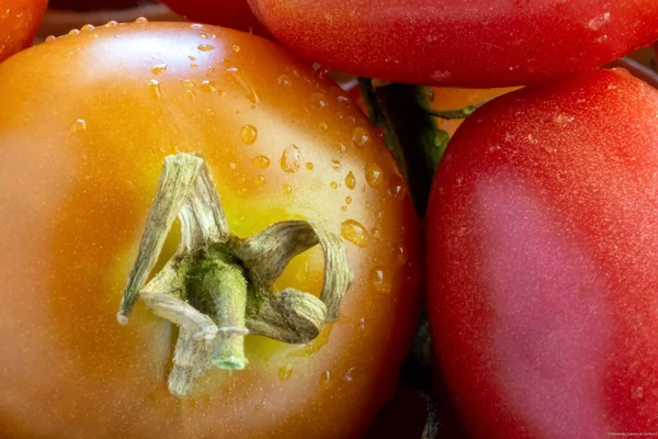 Détail Une Macrophotographie Tomates Biologiques Sortant Potager Nourriture Végétalienne Artisanat — Photo