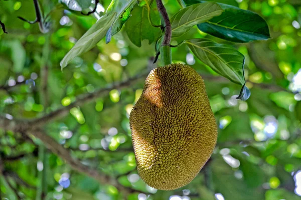 Una Gran Fruta Tallo Del Árbol Jaca Una Fruta Tradicional — Foto de Stock