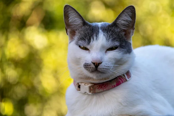 Een Portret Van Een Mooie Witte Vrouw Met Grijze Oren — Stockfoto