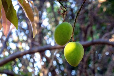 Ağaçta büyüyen yeşil bir mango. Tropik meyve. Vejetaryen yemeği. Mango sezonu.