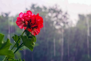 Bir Cranebills çiçeği de yağmurlu bir günde sardunyayı tanır. Çiçeklerin beş yaprağı vardır ve ağırlıklı olarak pembe, beyaz ya da kırmızı renklidir. Çarpıcı bir doğa. Kırmızı bir çiçek.. 
