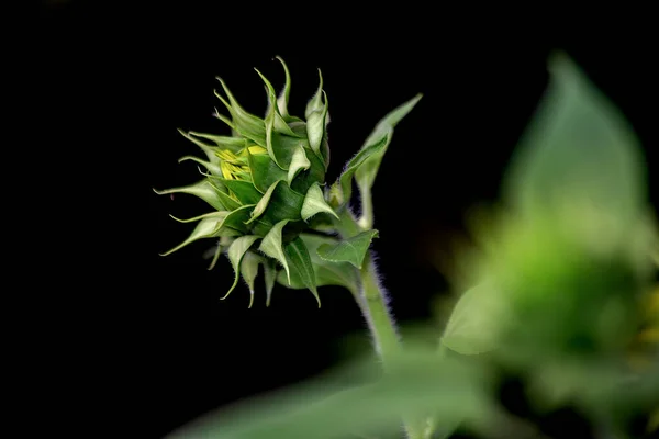 Solrosen Växer Trädgården Blommande Solros Arten Helianthus Annuus Biologi Botanisk — Stockfoto