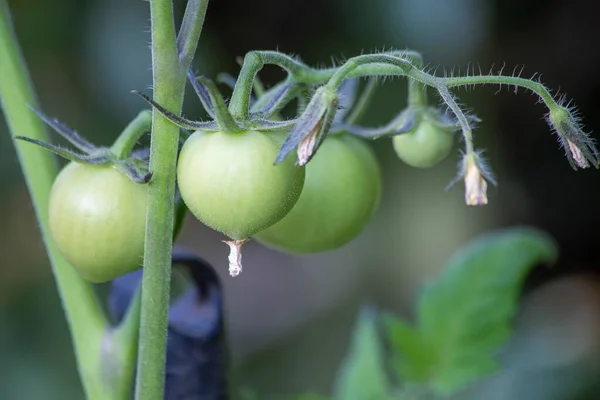 Les Fleurs Tomates Poussant Dans Potager Nourriture Biologique Nourriture Végétalienne — Photo