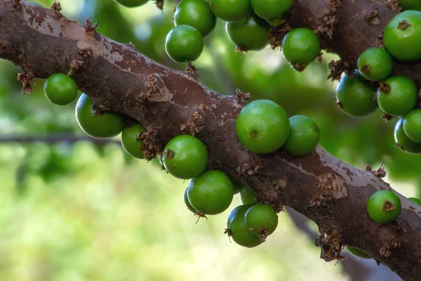 Stock image Jabuticaba season. The fruit of the jaboticaba growing on the tree trunk. The young fruit is green. Jabuticaba is the native Brazilian grape tree. Species Plinia cauliflora. Exotic.