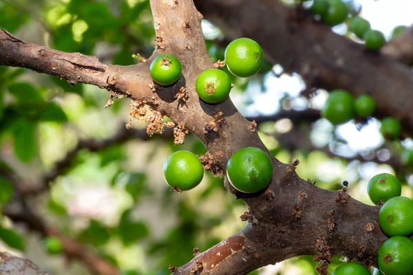 ジャブティカバのシーズン 木の幹にジャボチカバの実が生えています 若い果実は緑色です ジャブティカバ Jabuticaba はブラジル原産のブドウの木 Plinia Califlora Com — ストック写真