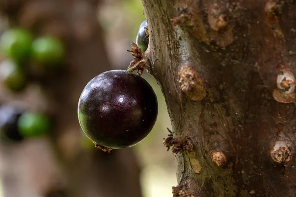 ジャブチカバの季節 木の幹によって1本のジャブチカバが熟す ジャボティカバ Jabticaba はブラジルの代表的なエキゾチックな果物である ブラジルのブドウの木 Plinia Califlora Com — ストック写真