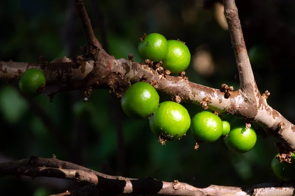 Temporada Jabuticaba Fruto Exótico Jaboticaba Que Cresce Tronco Árvore Jabuticaba — Fotografia de Stock