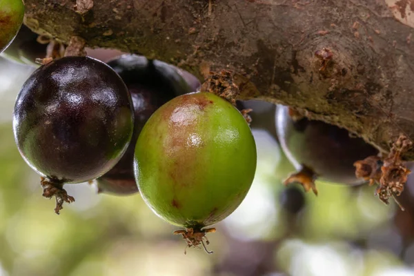 Jabuticaba Season Jaboticabas Growing Tree Trunk Jabuticaba Native Brazilian Grape — Stock Photo, Image