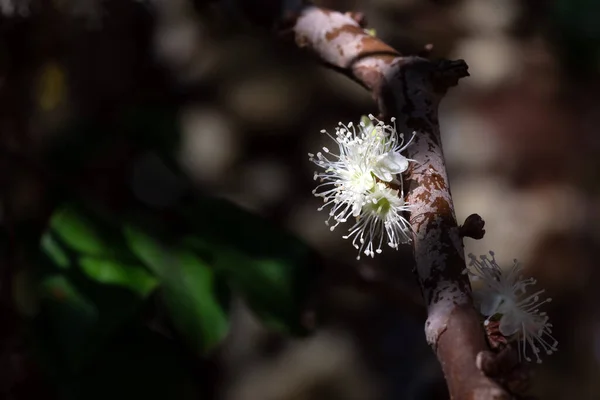 Jabuticaba Season Exotic Flower Species Plinia Cauliflora Jaboticaba Fruit Blooming — Stock Photo, Image