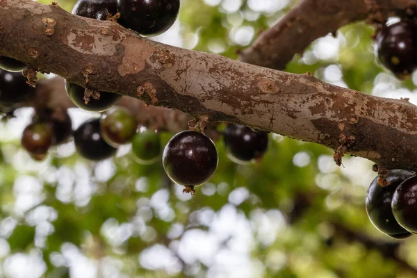 Jaboticaba Season Jabuticaba Tree Ready Harvested Jaboticaba Native Brazilian Grape — Stock Photo, Image