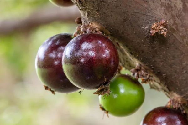 ジャブティカバの季節 木のジャブティカバは収穫する準備ができています ジャボティカバ Jabticaba はブラジル原産のブドウの木 種プリニアカリフォリア 典型的なエキゾチックな夏の果物 — ストック写真