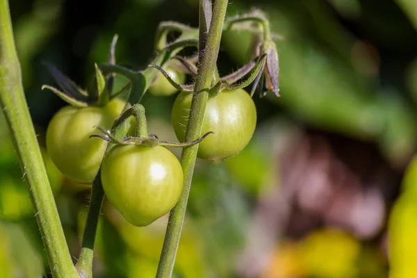 Tomates Vertes Poussant Dans Potager Nourriture Biologique Nourriture Végétalienne Vie — Photo