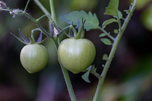 Zelená Rajčata Pěstovaná Zeleninové Zahradě Organické Jídlo Veganské Jídlo Zdravý — Stock fotografie