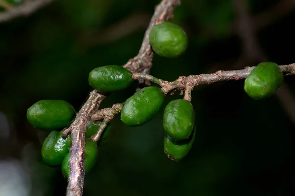 Frutas Crescendo Árvore Spondias Purpurea Frutas Comumente Conhecido Como Jocote — Fotografia de Stock