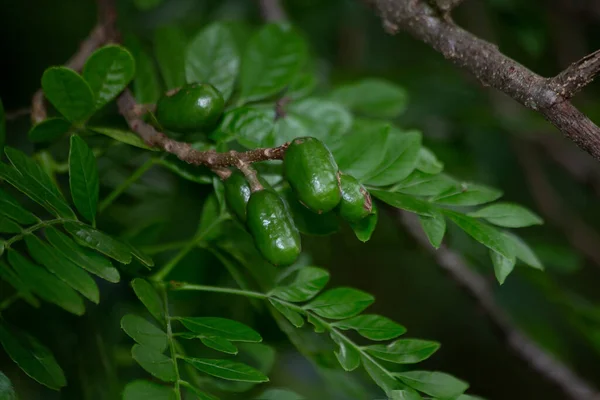 Frutos Creciendo Árbol Los Frutos Spondias Purpurea Conocen Comúnmente Como —  Fotos de Stock