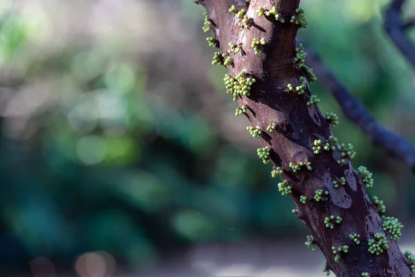 Fruto Exótico Fruto Jaboticaba Crescendo Tronco Árvore Jabuticaba Árvore Nativa — Fotografia de Stock