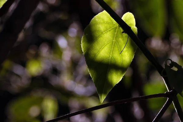 Los Detalles Estructura Una Hoja Árbol Que Revela Por Luz —  Fotos de Stock