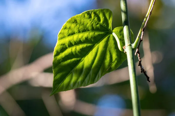 Los Detalles Estructura Una Hoja Árbol Que Revela Por Luz —  Fotos de Stock