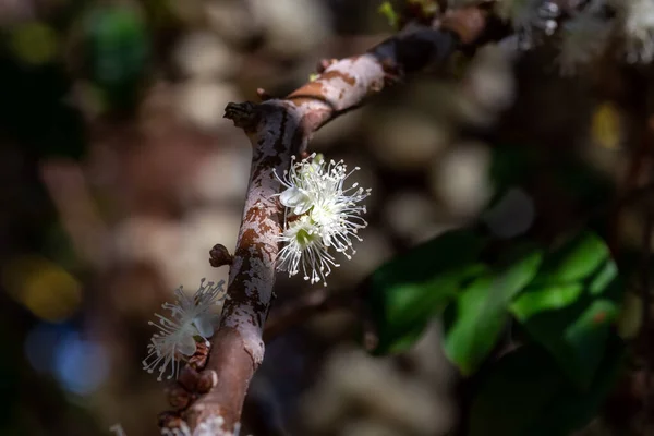 Sezon Jabuticaba Jaboticaba Owoc Kwitnący Drzewie Gatunek Plinia Caluliflora Jabuticaba — Zdjęcie stockowe