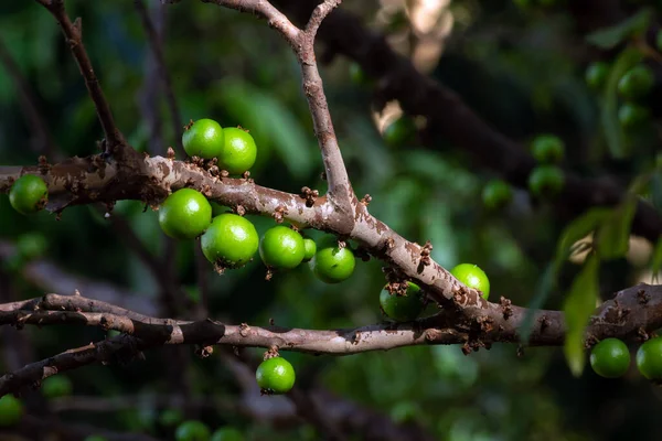 Temporada Jaboticaba Fruto Exótico Jabuticaba Que Cresce Tronco Árvore Fruta — Fotografia de Stock