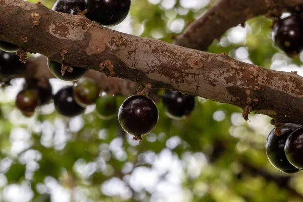 Jaboticaba Season Jabuticaba Tree Ready Harvested Jaboticaba Native Brazilian Grape — Stock Photo, Image