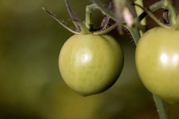 Tomates Vertes Poussant Dans Potager Nourriture Biologique Nourriture Végétalienne Une — Photo