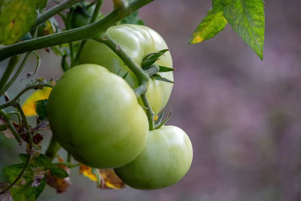 Tomates Vertes Poussant Dans Potager Nourriture Biologique Nourriture Végétalienne Vie — Photo