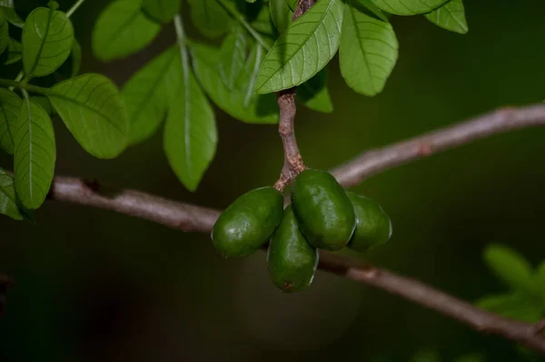 Fruits Poussant Dans Arbre Spondias Purpurea Fruits Est Communément Appelé — Photo