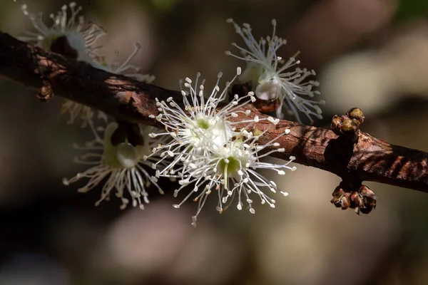 Exotic Flower Species Plinia Cauliflora Jaboticaba Fruit Blooming Tree Jabuticaba — Stock Photo, Image