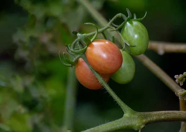 生长在植物上的樱桃西红柿 烹饪风格 生物学 植物学 农艺学 有机食品 巴巴多斯的食物 — 图库照片