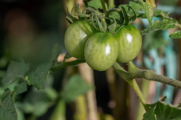 Třešňová Rajčata Rostoucí Rostlině Gastronomie Biologie Botanika Agronomie Organické Jídlo — Stock fotografie