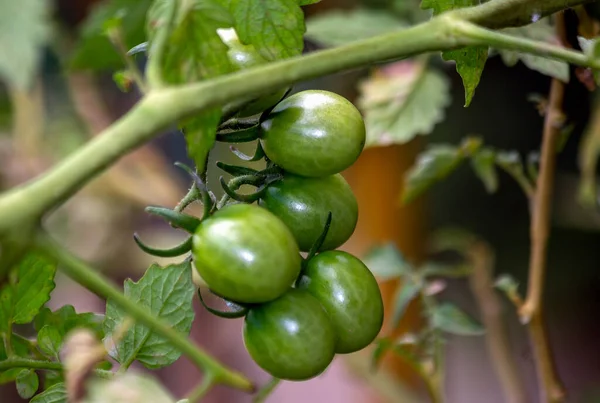 Tomates Cereja Crescendo Planta Gastronomia Biologia Botânico Agronomia Comida Orgânica — Fotografia de Stock