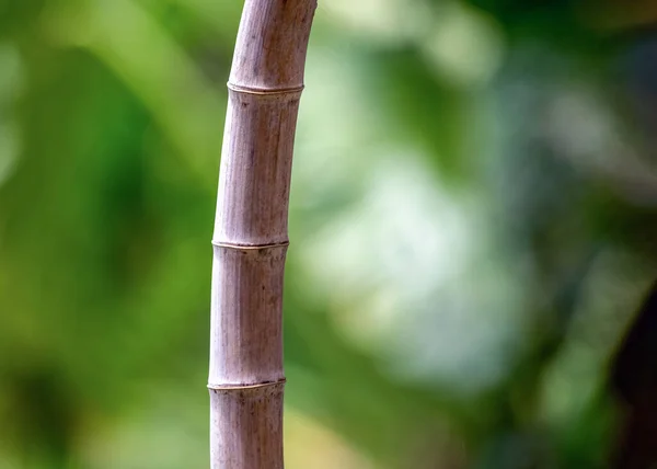 Bamboe Kofferbak Natuur Plant Decoratie — Stockfoto