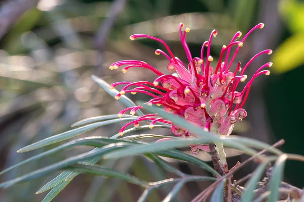 Una Vibrante Flor Grevillea Magnífica Una Flor Roja Nativa Australiana — Foto de Stock